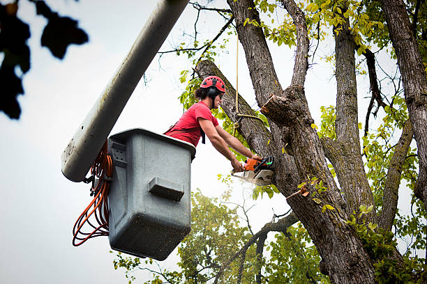 Best Arborist Consultation Services  in Carteret, NJ